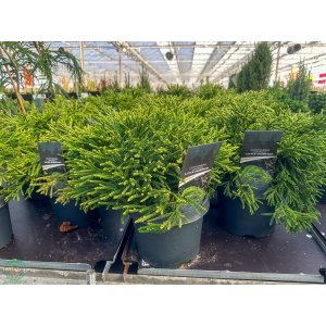 Kryptoméria japonská (Cryptomeria japonica) ´LITTLE CHAMPION´ - výška 30-40 cm, kont. C5L (-26 °C)